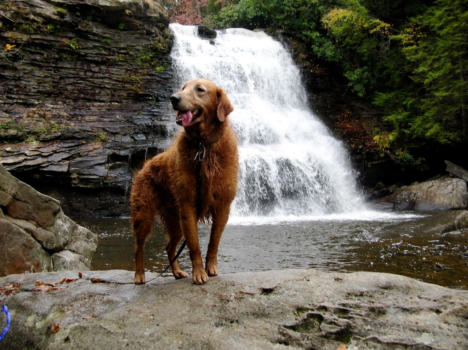 Are Dogs Allowed At Swallow Falls