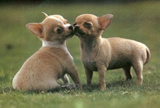 two cute Chihuahua puppies making love,playing in the lawn