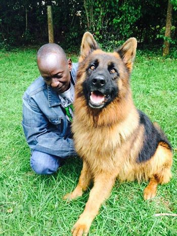 german shepherd sale price