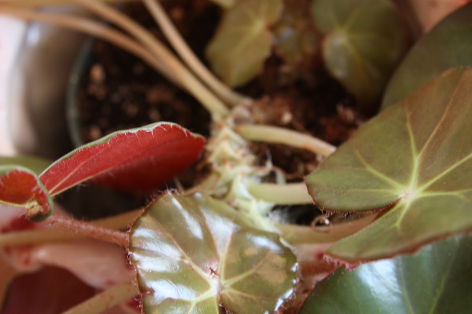 Begonia Houseplant From A Single Leaf