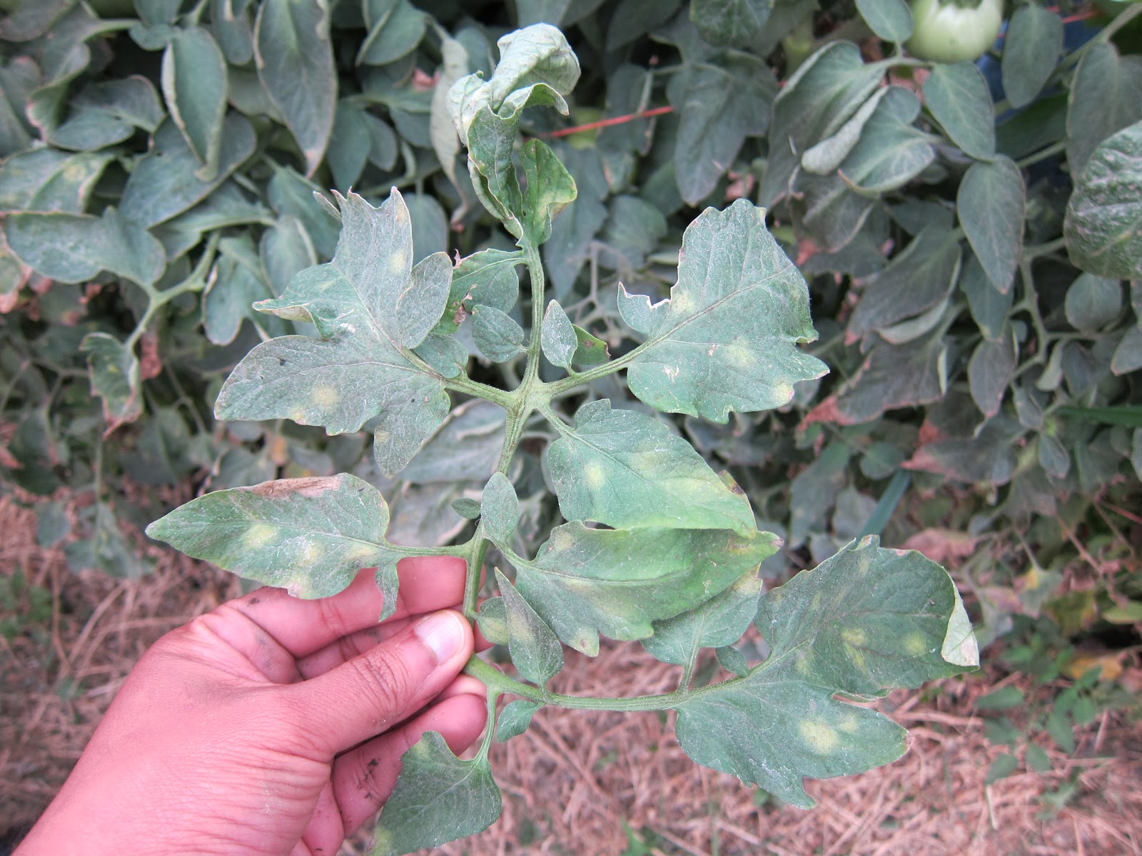 Mold On Tomatoes