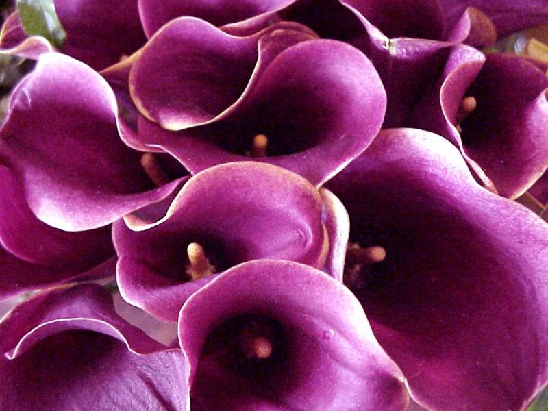 With its origins tied to royalty and ceremony purple flowers represent 