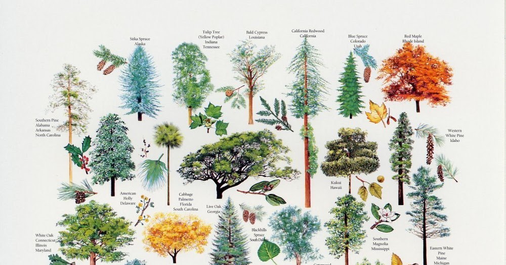 All The Dirt On Gardening Musser Forests In Pa Source For Trees All The Dirt On Gardening Musser Forests In Pa Source For Trees And Native Plants