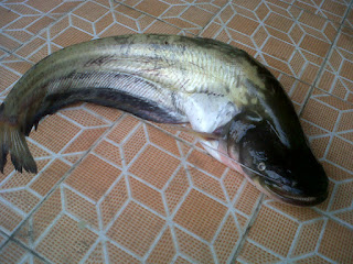 Hal Penting Yang Harus Kamu Ketahui dari Ikan Hal Penting Yang Harus Kamu Ketahui dari Ikan