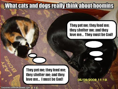 Funny Dog Pictures Funny Dog Pictures