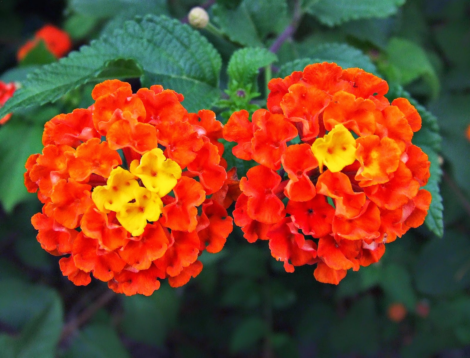 Fotografía Proyecto Integrado 2014: Pequeñas flores.