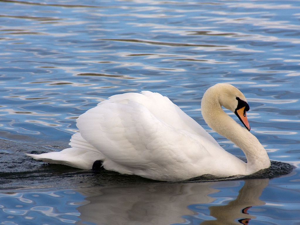 Swan HD Wallpapers (High Definition) Free Background