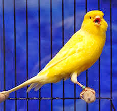 Cara Membuat Burung Kenari Rajin Berkicau Atau Gacor Cara Membuat Burung Kenari Rajin Berkicau Atau Gacor