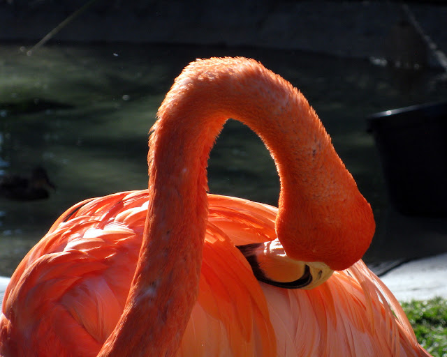 San Diego Zoo Flamingo