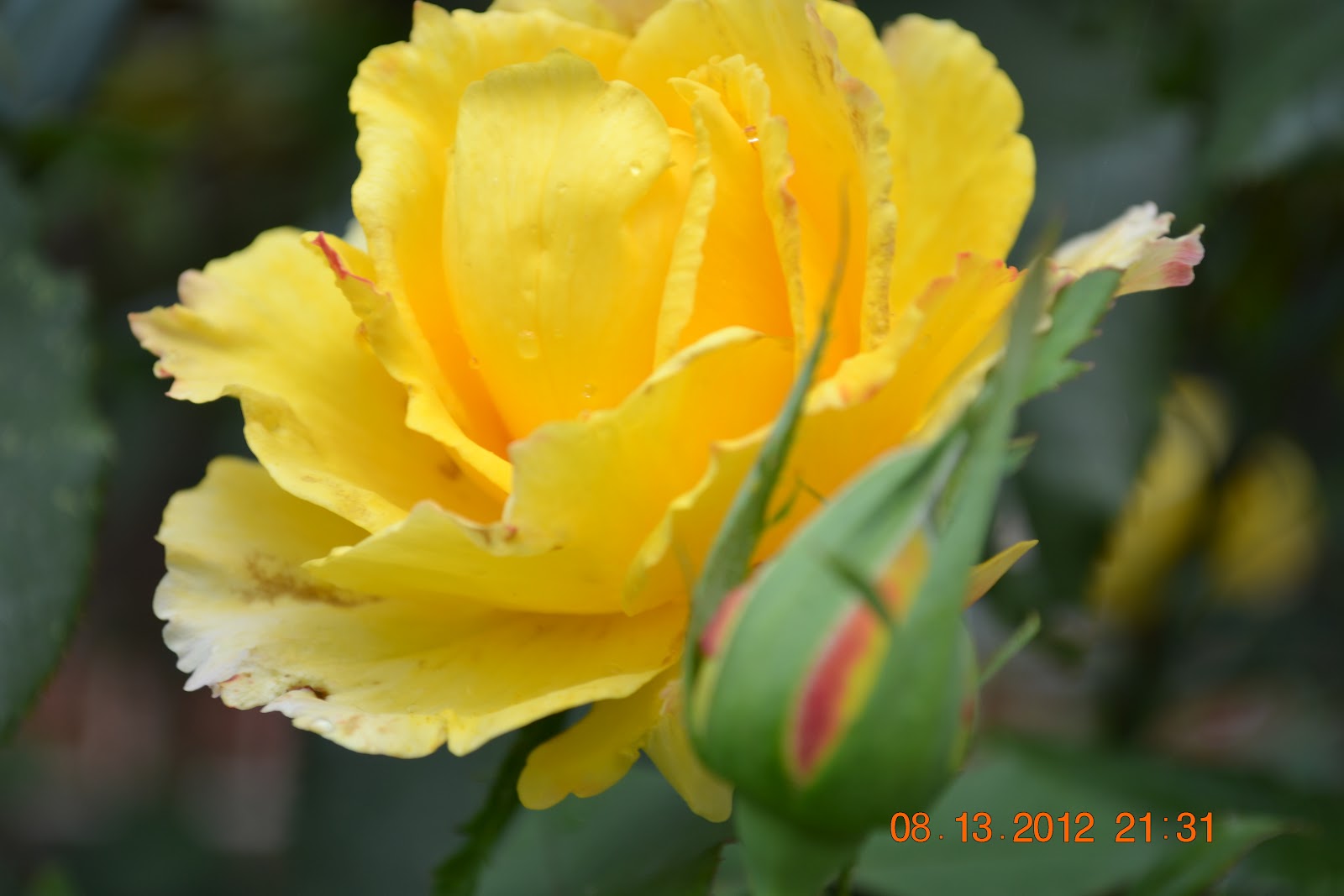 Friendship And Flowers