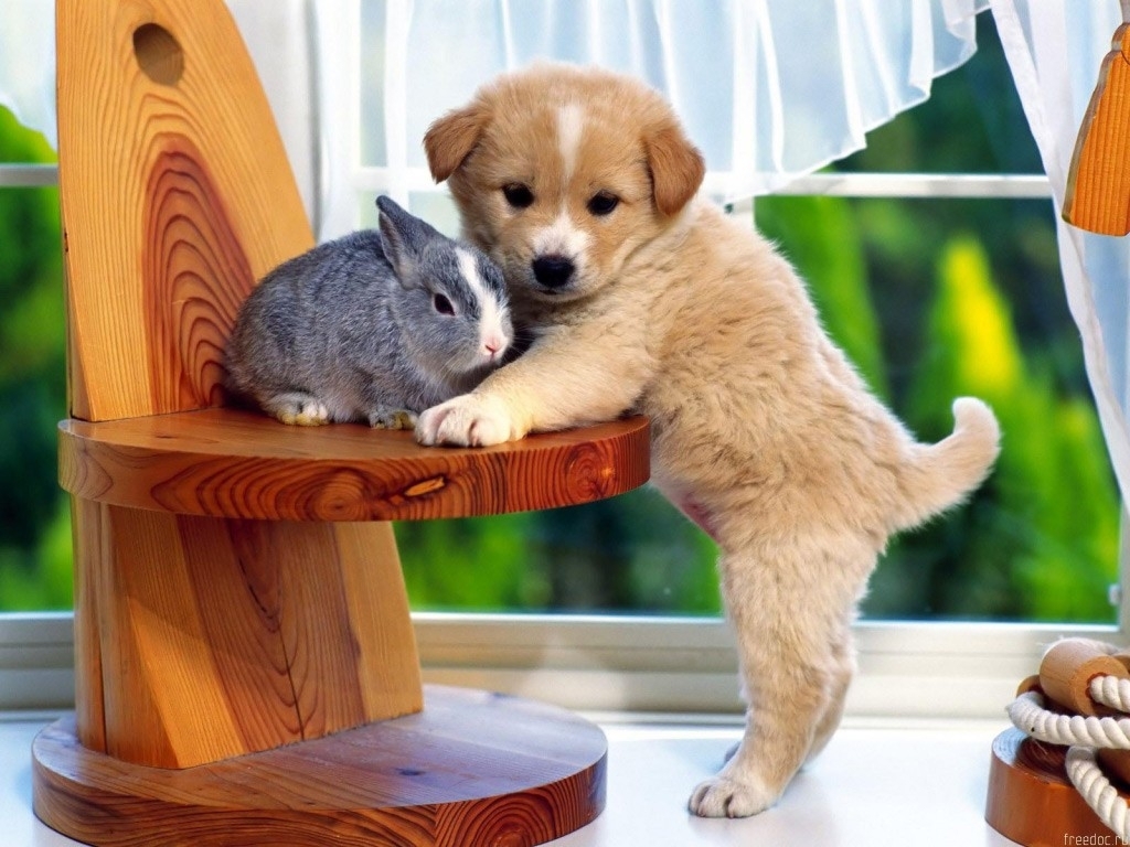 http://4.bp.blogspot.com/-IjtWO3BFgNk/UYC7gwUDANI/AAAAAAAAt2M/bU_VZaBXJQM/s1600/Dogs+Wallpapers+(3).jpg