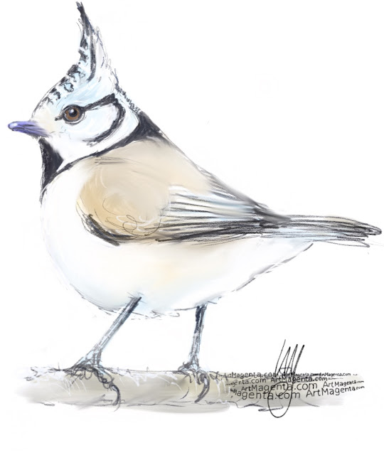 Crested tit by Artmagenta