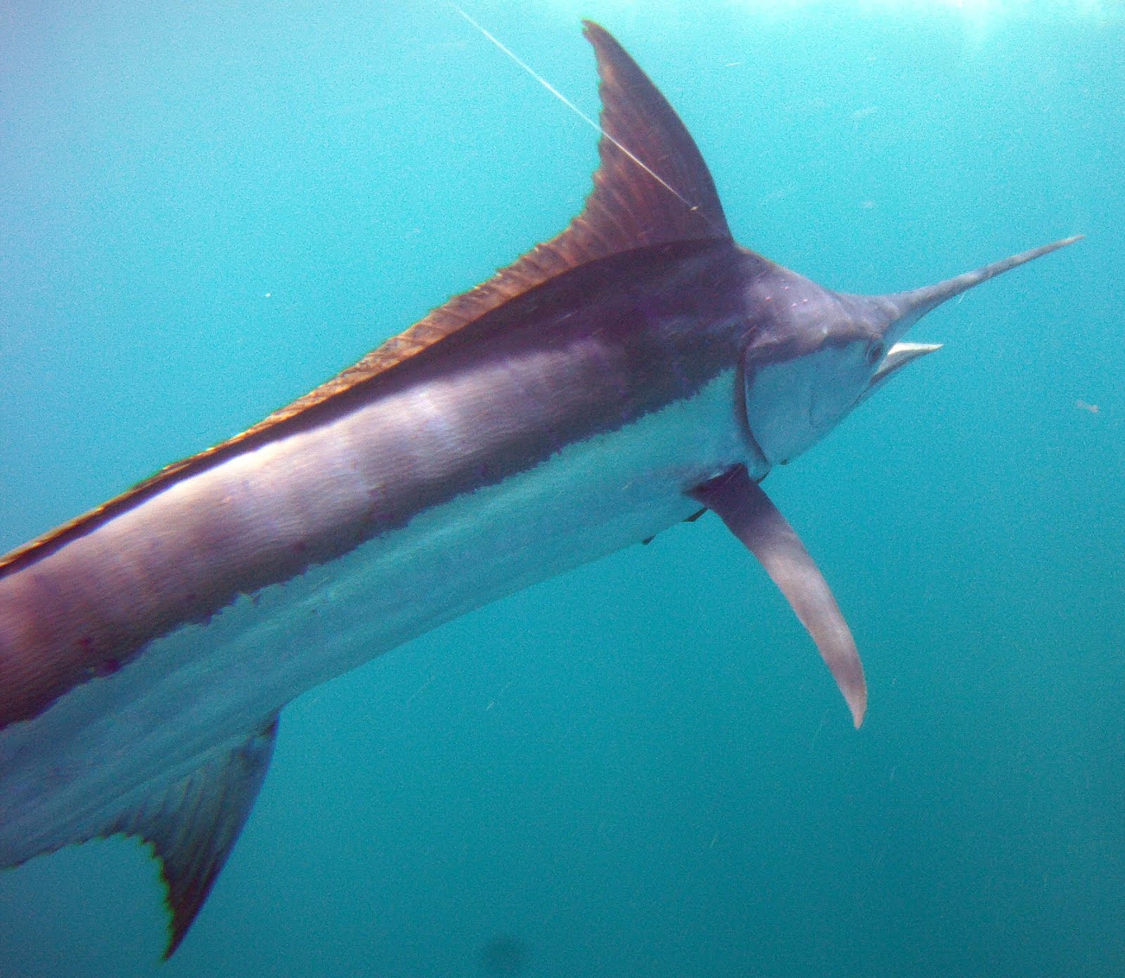 Blue Marlin Underwater