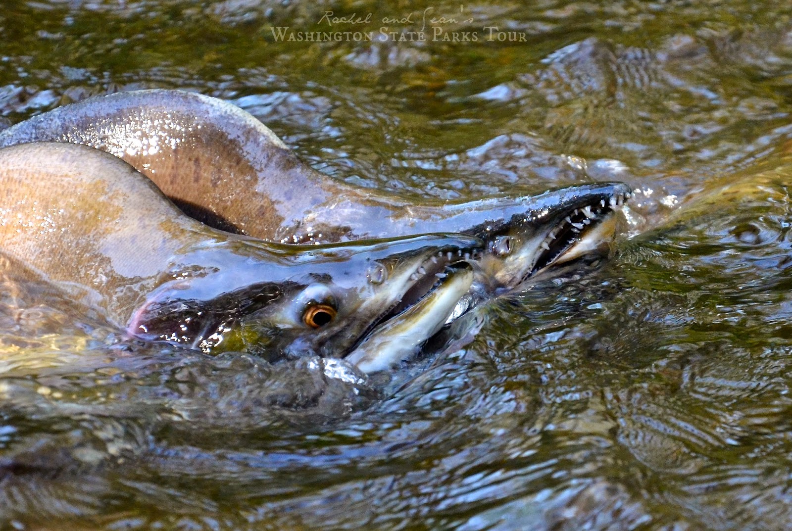 Washington State Parks Tour Flaming Geyser State Park
