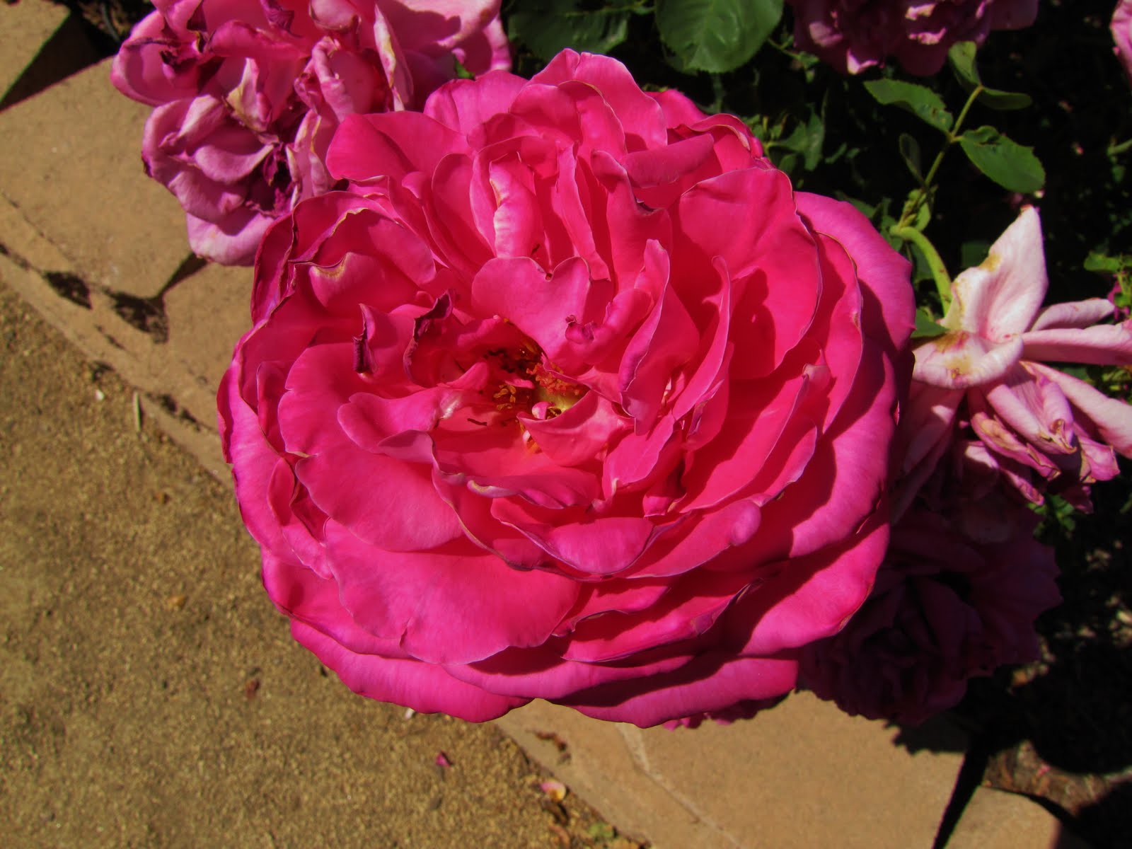 Las Aventuras A Rose Garden in Tucson