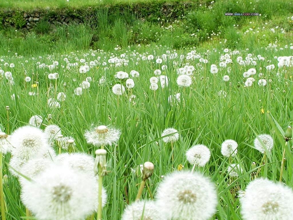 Maibelopah Dandelion Maibelopah Dandelion