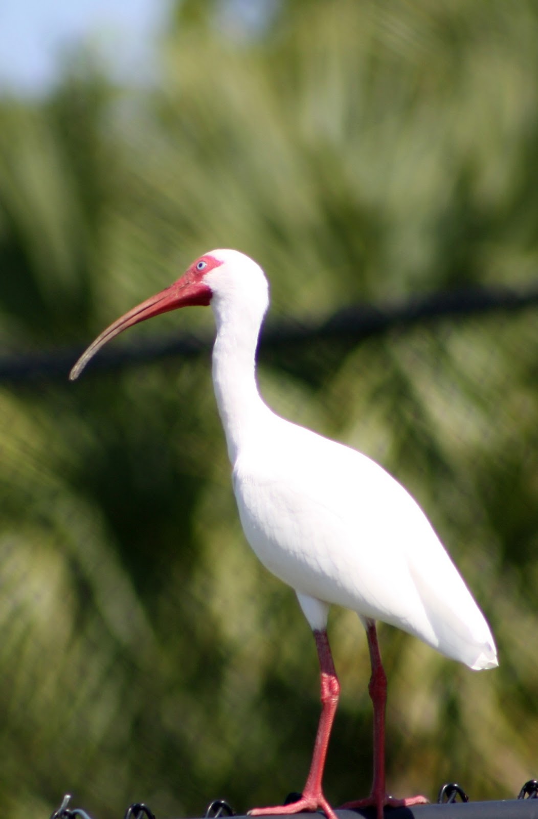 Crystals Natural World Photography Blog Common Wading Birds Of