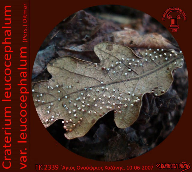 Craterium leucocephalum var. leucocephalum (Pers.) Ditmar