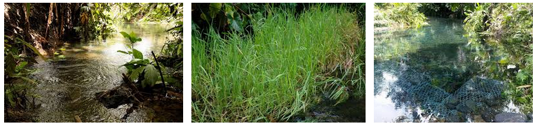 Wisata di Indonesia: Padi Wangongira - Wisata Halmahera Utara (Wilayah