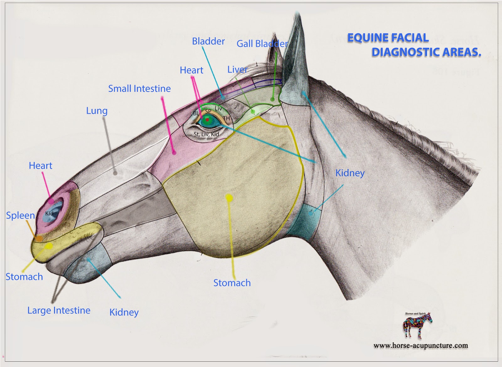 Equine facial marking