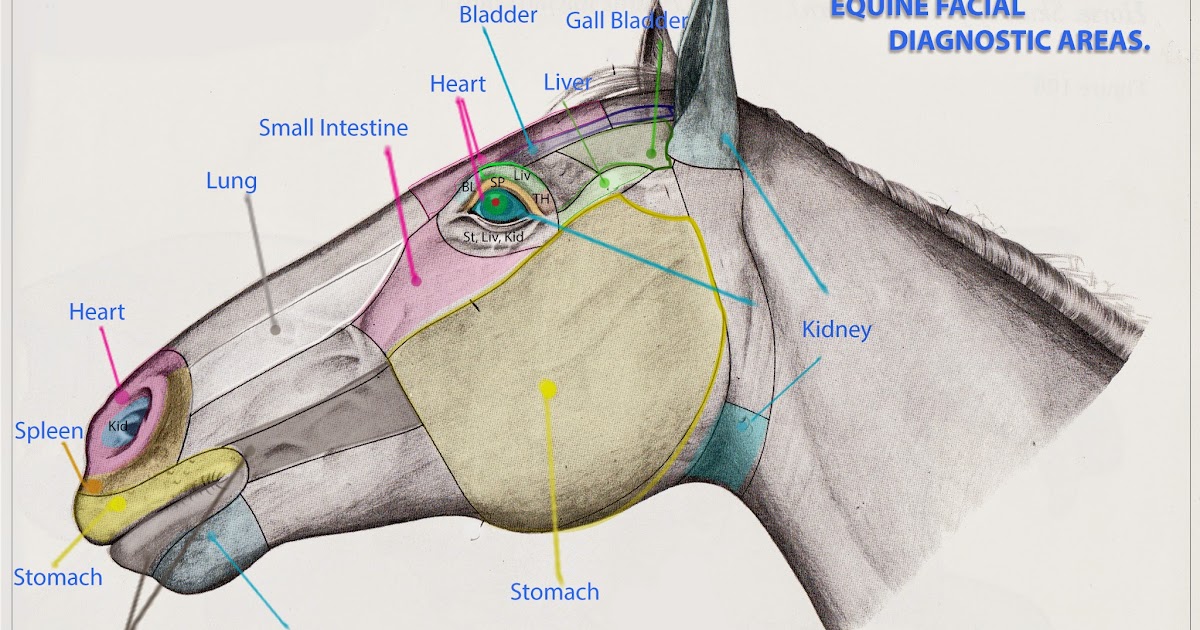 Equine Acupuncture Training Articles Equine facial diagnosis