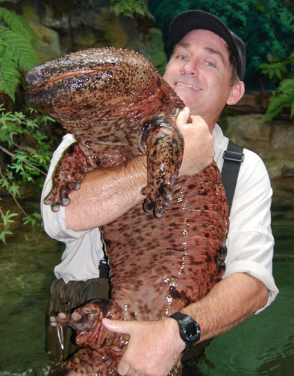 BB-Japanese-Giant-Salamander.jpg