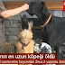 Rekorlar Kitabına Giren Dünyanın En Uzun Köpeği