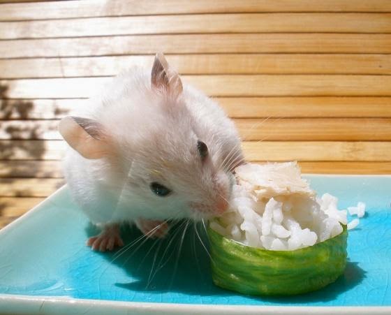 Funny mouse eating cheese animals  amazing latest pictures  funny and Funny mouse eating cheese animals  amazing latest pictures  funny and