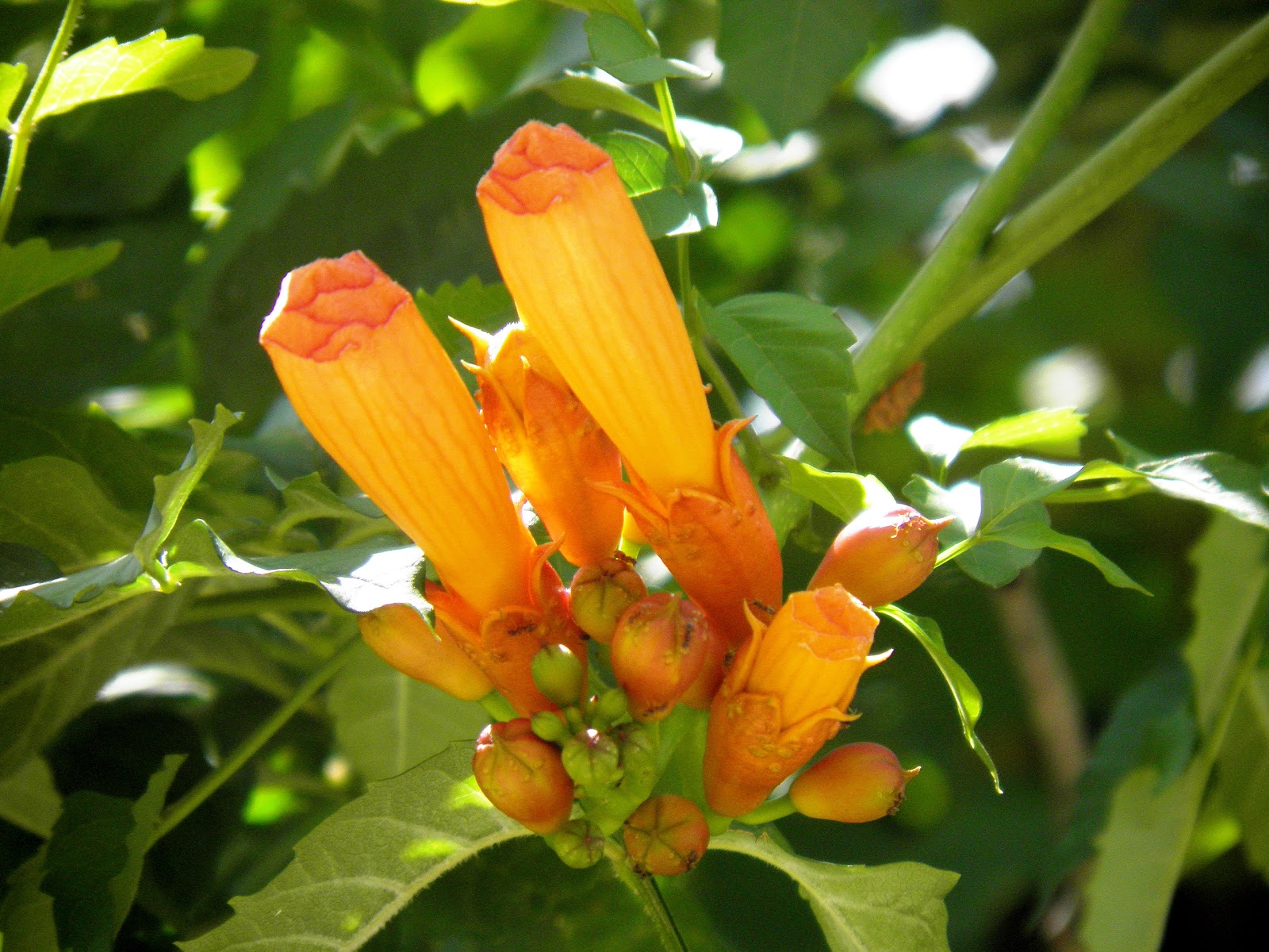 Trumpet Creeper Vine