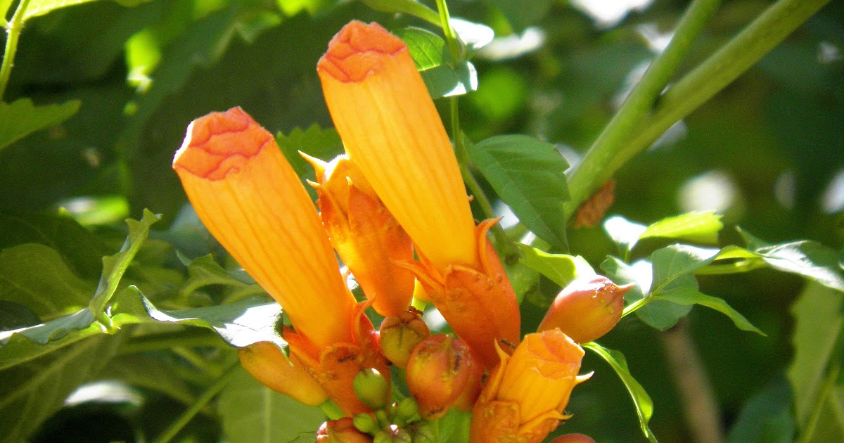 Feedthebirds 1 Trumpet Vine Hummingbird Flower