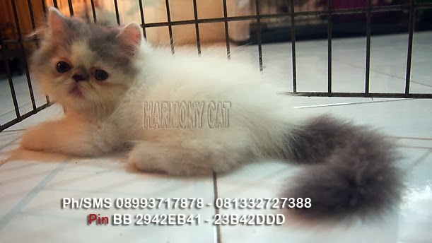 Hamster Dan Kucing Murah Surabaya Kucing Pesek hamster dan kucing murah surabaya kucing pesek