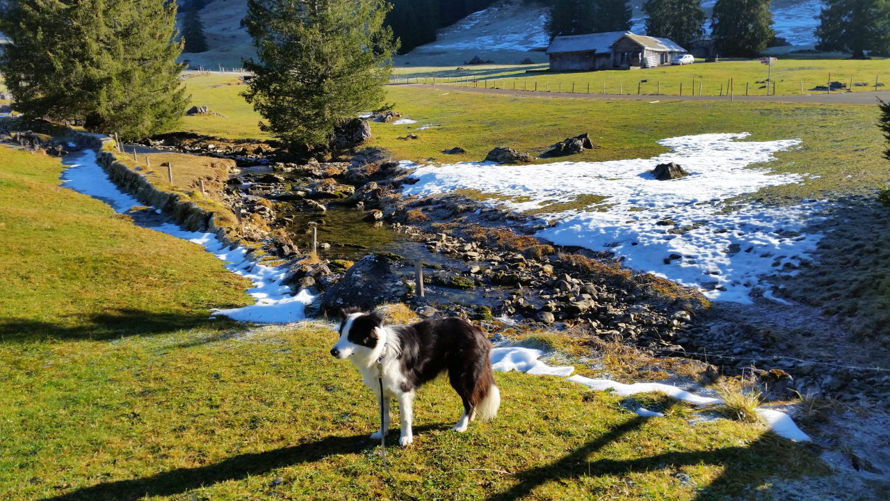 Bilder und Texte zu meinen Wanderungen mit Hund Von Lutertannen auf