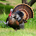 Turkey Beautiful Natural Birds 3d Picture