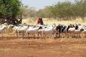 http://www.fao.org/fileadmin/user_upload/emergencies/img/2_somalia-24739_6610.jpg