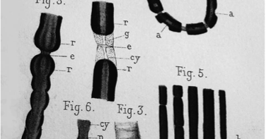 Notes of Ranvier The Unsung Scientist, LouisAntoine Ranvier