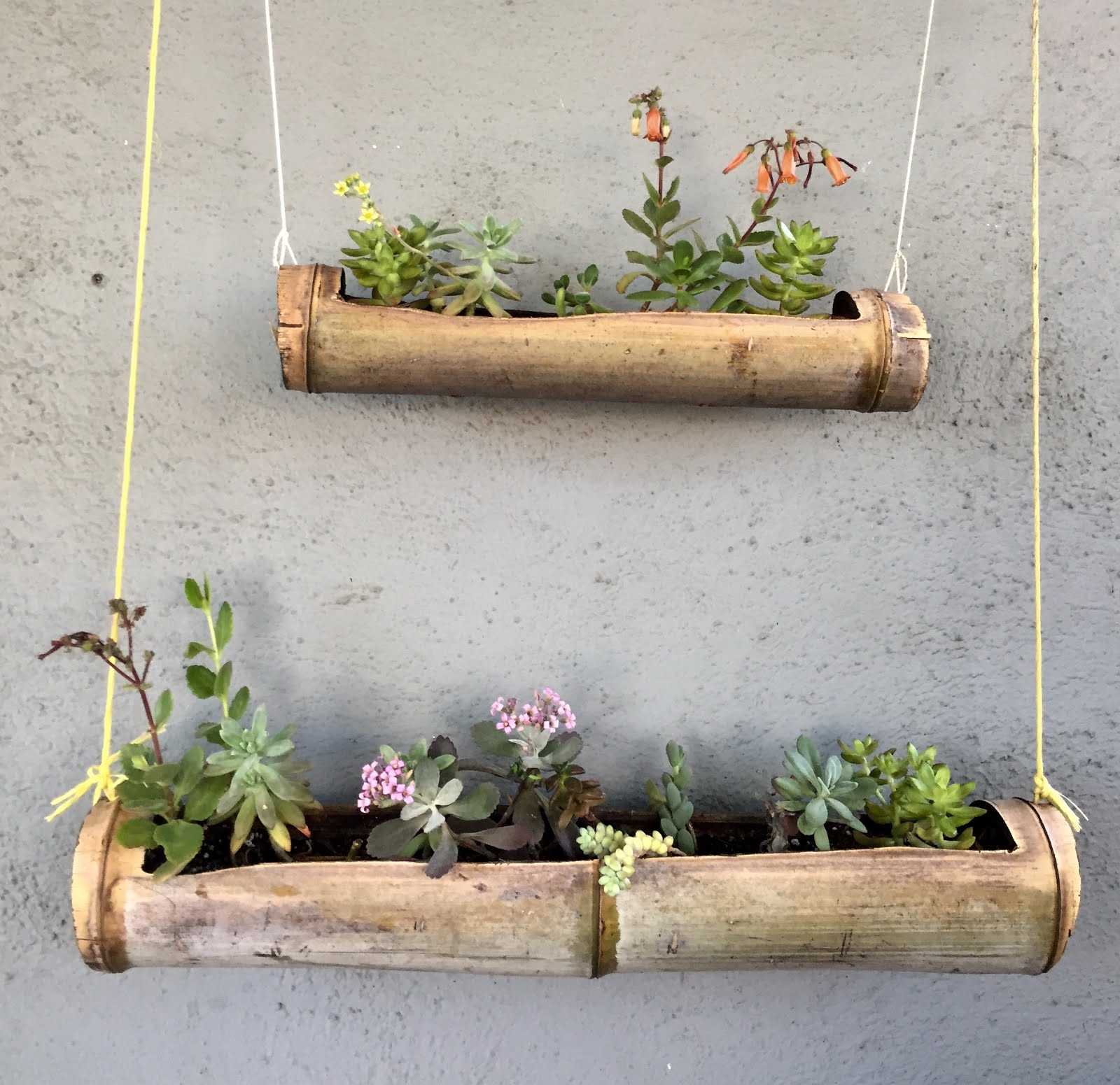 Aprille S Socal Gardening Bamboo Succulent Planters
