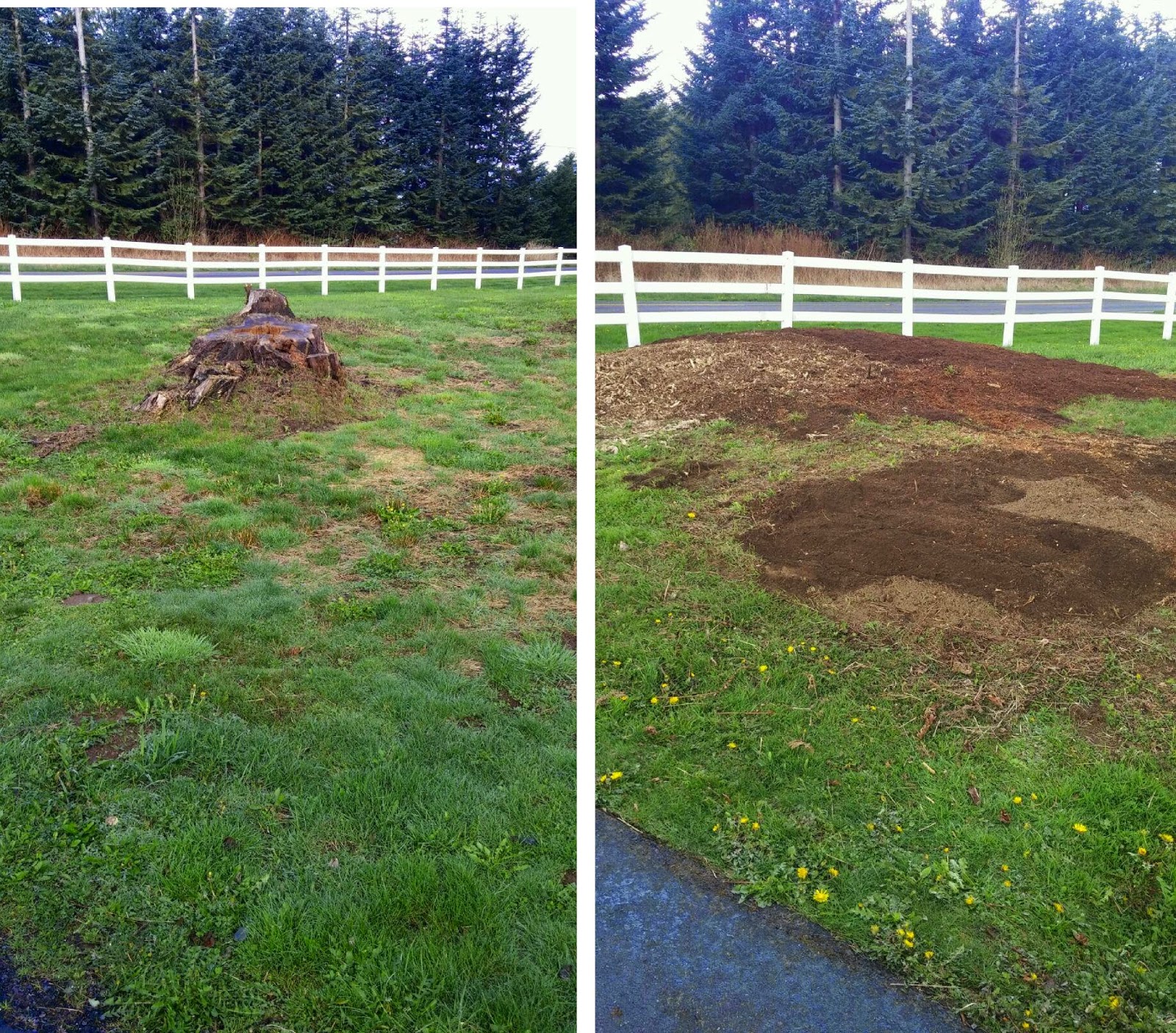 Brads Stump and Tree Service Arlington, Washington Rural Stump