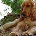 Cómo educar a los perros cocker lo basico