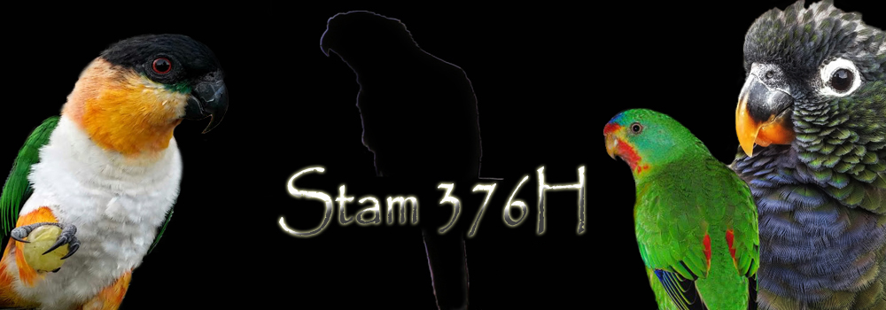 stam 376H