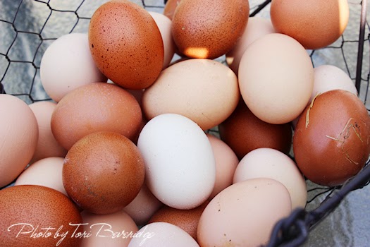 Fresh Eggs In Wire Basket Photo by Tori Beveridge Fresh Eggs In Wire Basket Photo by Tori Beveridge