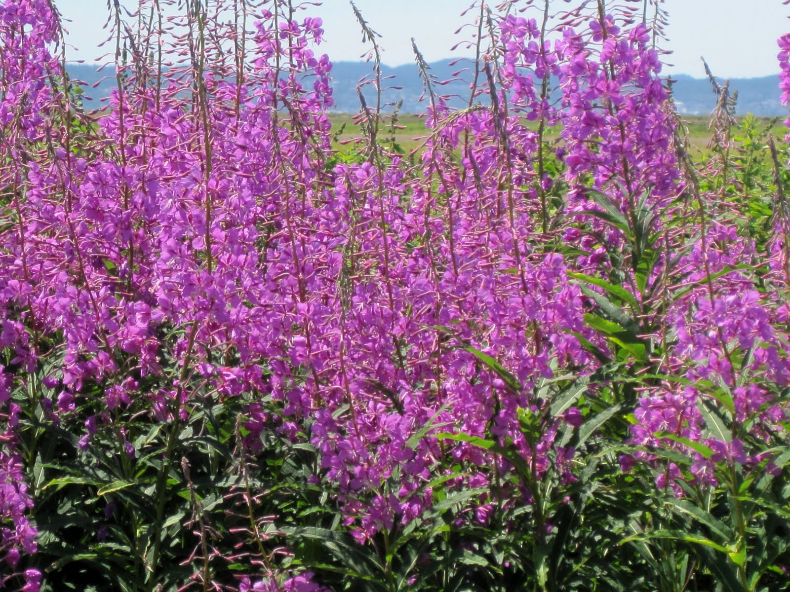 Pieceful Afternoon Fireweed!