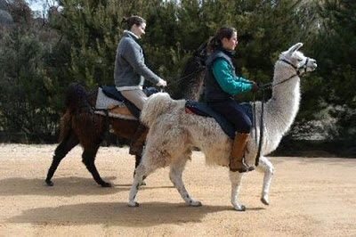 Fancy and funny riding animals