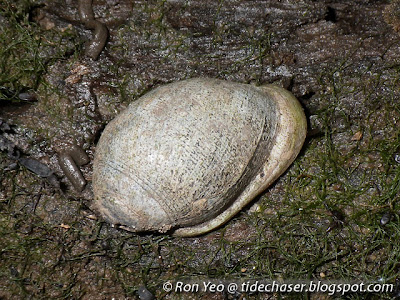 Cat's Ear Cassidula (Cassidula aurisfelis) Cat's Ear Cassidula (Cassidula aurisfelis)