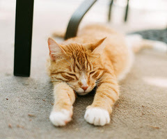 dejtingsajt för under 18 juli