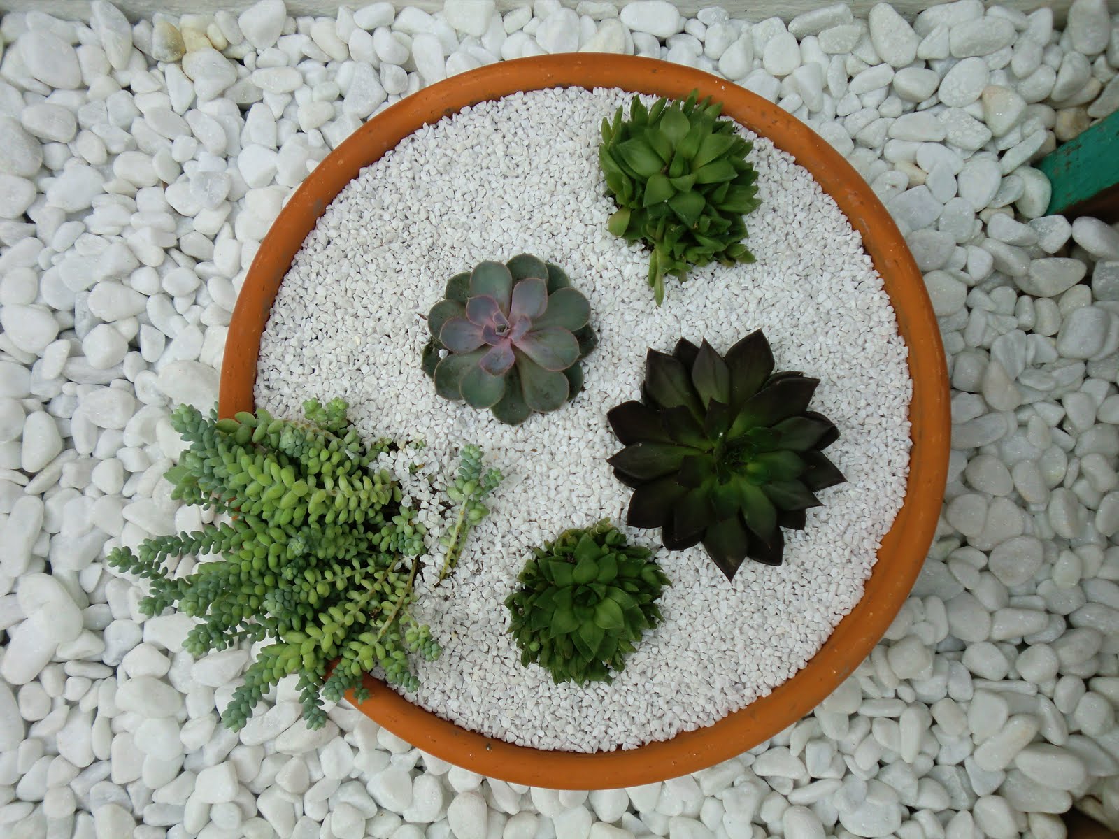 plantas jardim pouca manutencaoDetalhes da Casa – Jardim de baixa plantas jardim pouca manutencaoDetalhes da Casa – Jardim de baixa