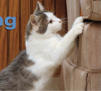 Stop Cats Scratching Chair Stop Cats Scratching Chair