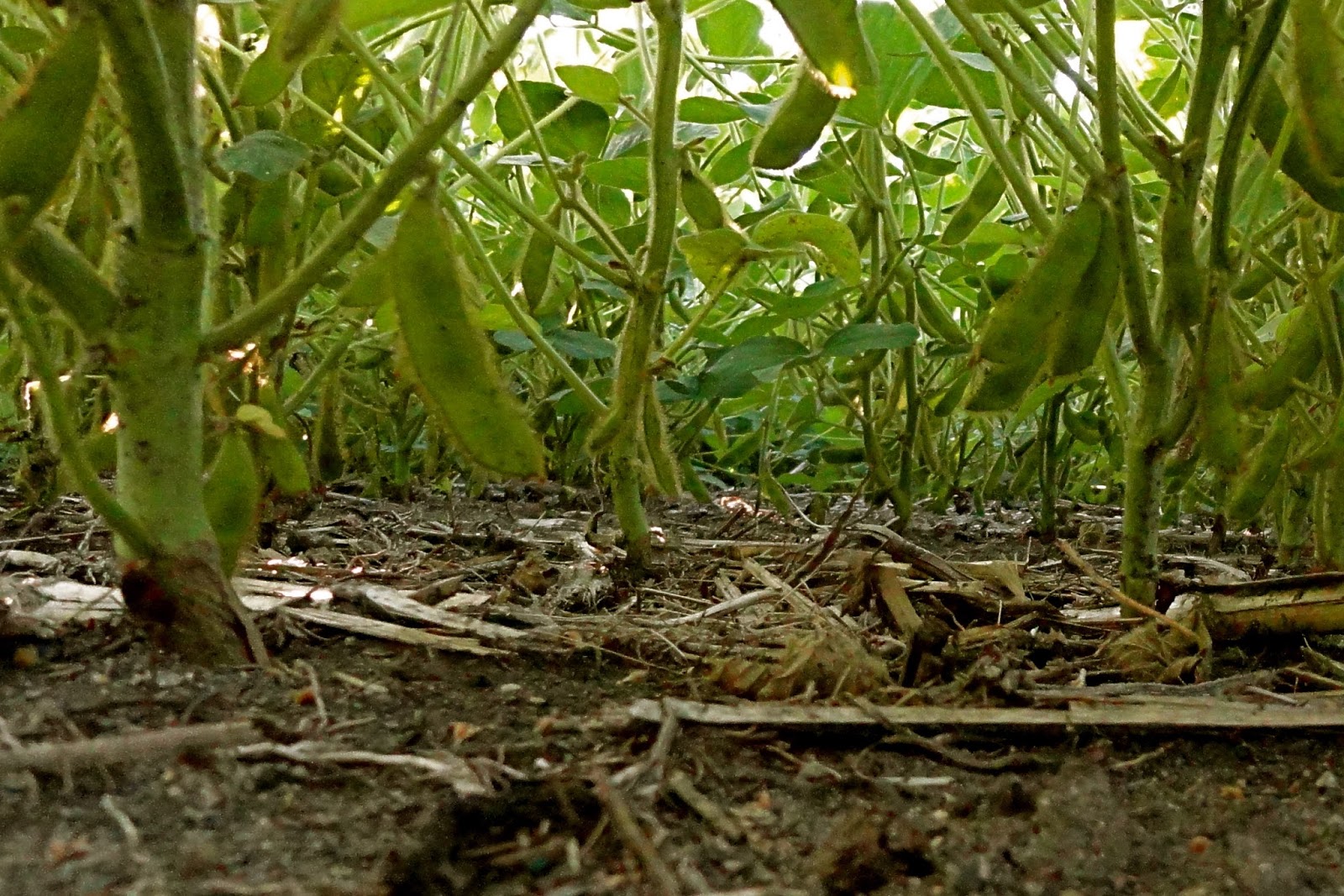 Griggs Dakota No Rain = Dry Soybean Fields