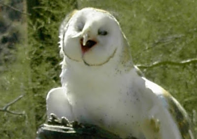 cool pictures of Owl