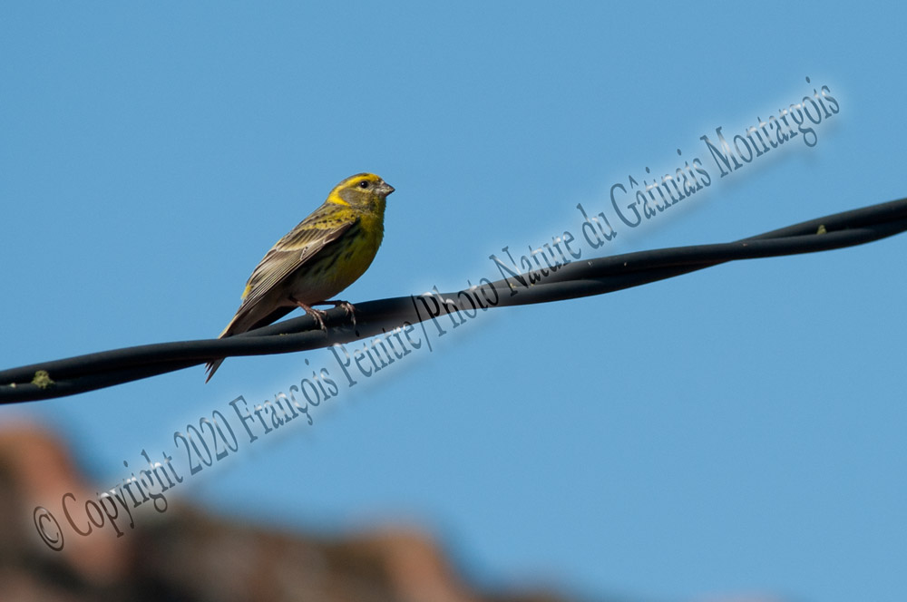 Serin cini ♂