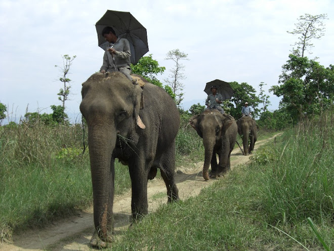 éléphants et cornacs du Royal Chittwan